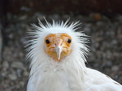 white chicken standing near gray wall during daytime thumbnail