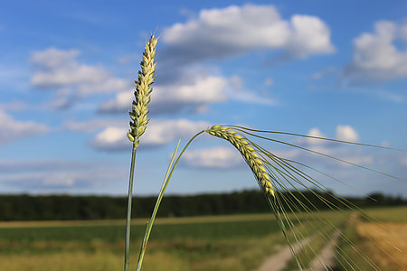 Wheat And Barley, Difference thumbnail