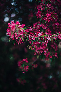 Lovely pink flowers blooming from the tree branches thumbnail