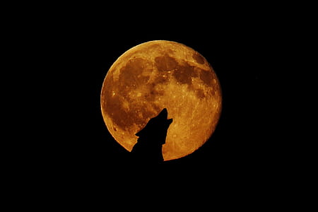 silhouette of wolf thumbnail