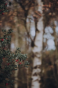selective photography of mistletoe plant thumbnail