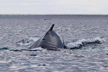 Whale swimming. thumbnail