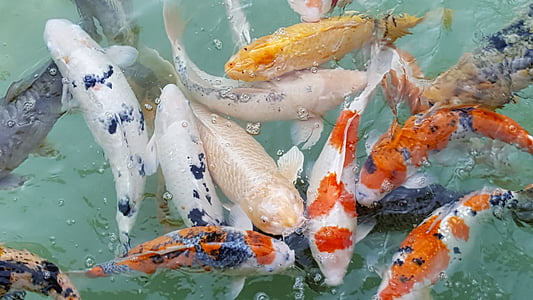 assorted Koi fishes on water thumbnail