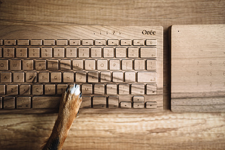 Dogs paw on the wooden keyboard thumbnail