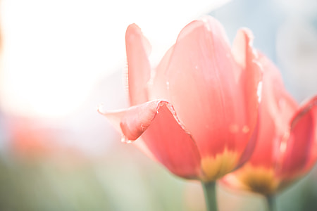 Desaturated Red Tulips Flower Close Up thumbnail