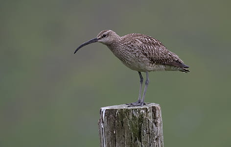 brown and gray bird on brown tree thumbnail