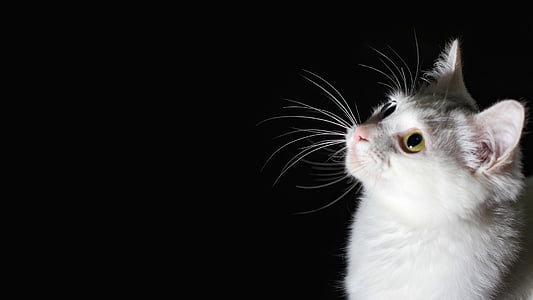 silver tabby cat thumbnail