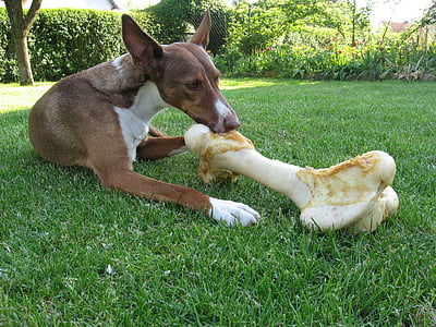 short-coated white and brown dog sitting on grass lawn while biting bone thumbnail
