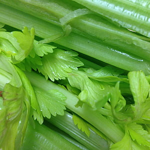 close-up photography of leafed plant thumbnail