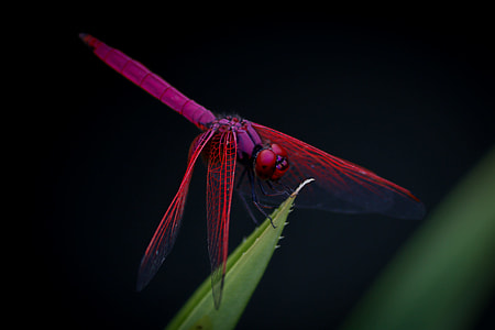 Purple Dragonfly thumbnail