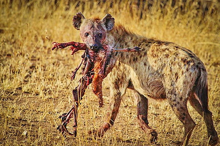 wolf eating animal beside green grass field thumbnail