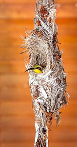 selective focus photography of yellow bird on nest thumbnail