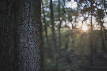 macro photography of brown tree with sunlight thumbnail