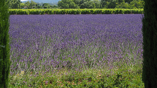Lavender Field, Lavender thumbnail