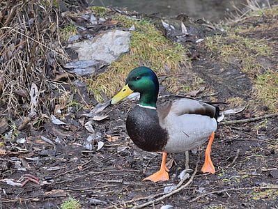 mallard duck on dirt soil thumbnail