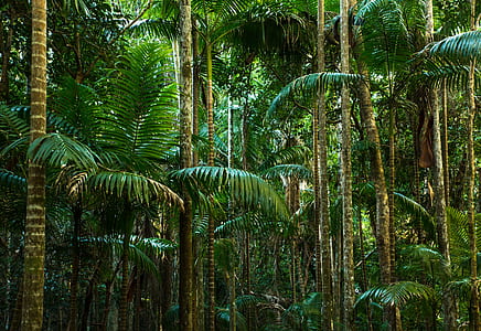 green palm trees thumbnail