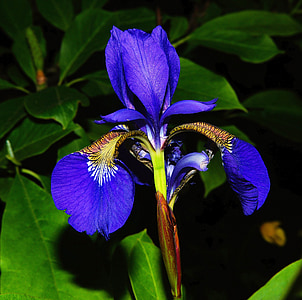 closeup photo of blue iris flower thumbnail