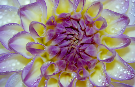 macro photo of yellow, white, and purple dahlia flower with water droplets thumbnail