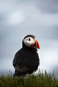 puffin on green grass thumbnail