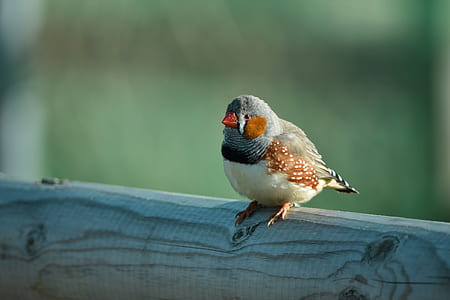 grey and brown finch bird on grey branch thumbnail