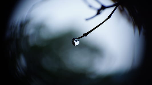 selective focus photography of dew thumbnail