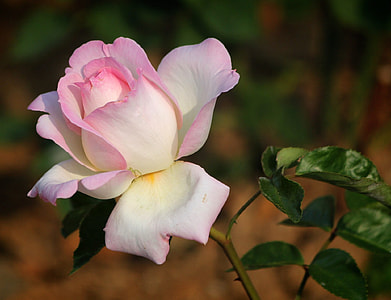 white and pink rose flower in closeup photo thumbnail