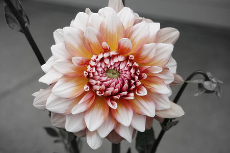 white and orange flower photography thumbnail