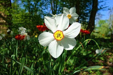 white and yellow flower in shallow focus photography thumbnail