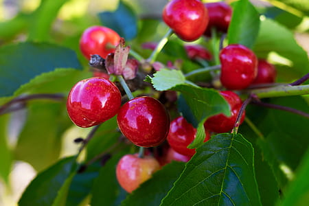 red cherries during daytime thumbnail