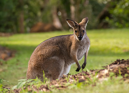 brown kangaroo thumbnail