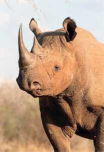selective focus photography brown rhinoceros thumbnail