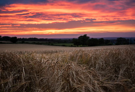 brown grass during sunset thumbnail