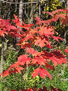 Autumn Maple Leaves, Bright Colors thumbnail