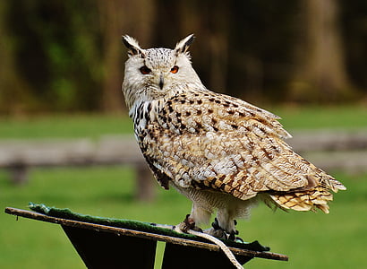 wildlife photography of beige owl thumbnail