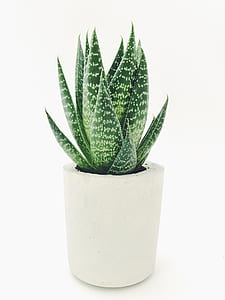 green snake plant thumbnail