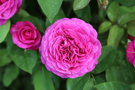 close-up photo of pink petaled flowewr thumbnail