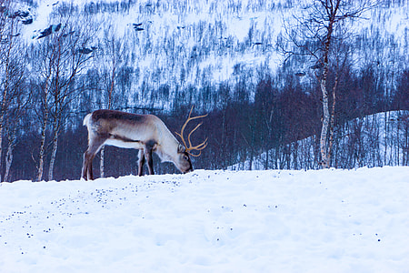 deer on snow covered field thumbnail
