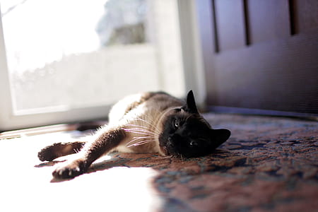animal, pet, eyes, blur thumbnail