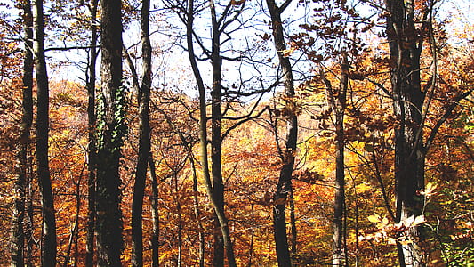 Brown Forest thumbnail