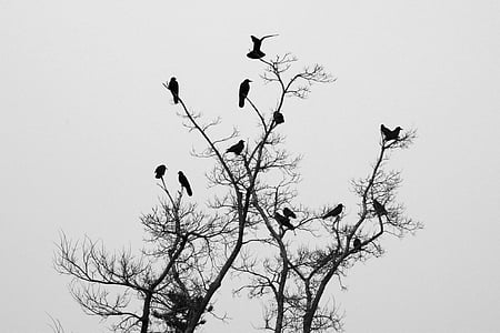 birds perched on tree branch silhouette thumbnail