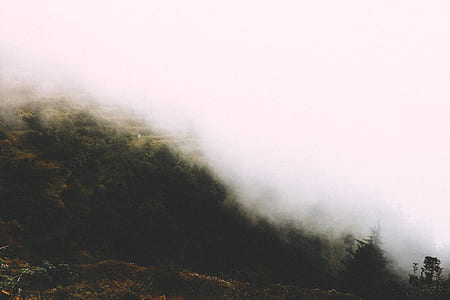 green trees surrounded by fog thumbnail