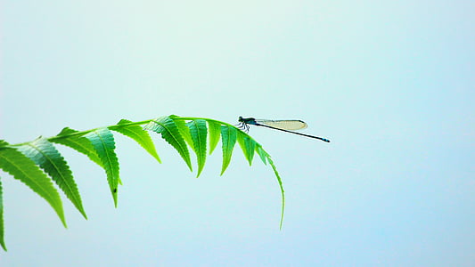 black damselfly perching on green leaves at daytime thumbnail