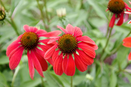 close up photo of red petaled flower thumbnail