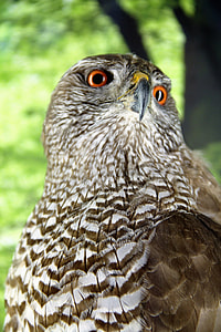 brown and white Falcon in selective focus photography thumbnail
