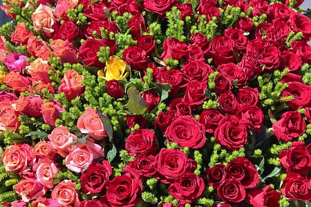 pink and red rose flowers taken during daytime thumbnail