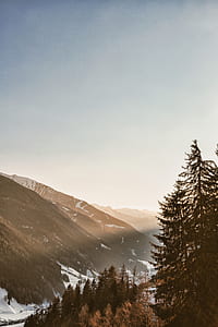 pine trees near mouanut thumbnail