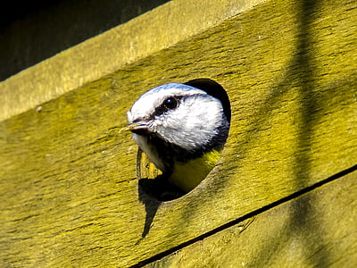 Eurasian blue tit thumbnail