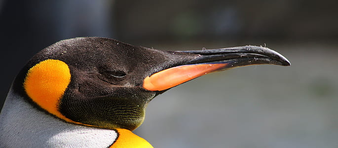 selective focus photography of brown and black bird thumbnail
