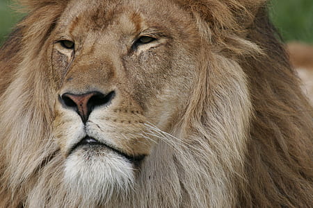 close-up photography of brown lion thumbnail