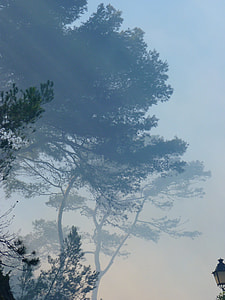 green leafed trees thumbnail